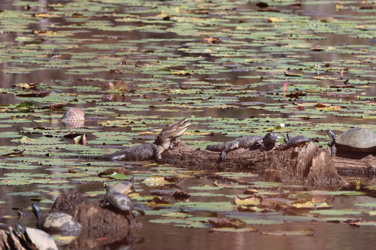 Reptiles - ML643990691