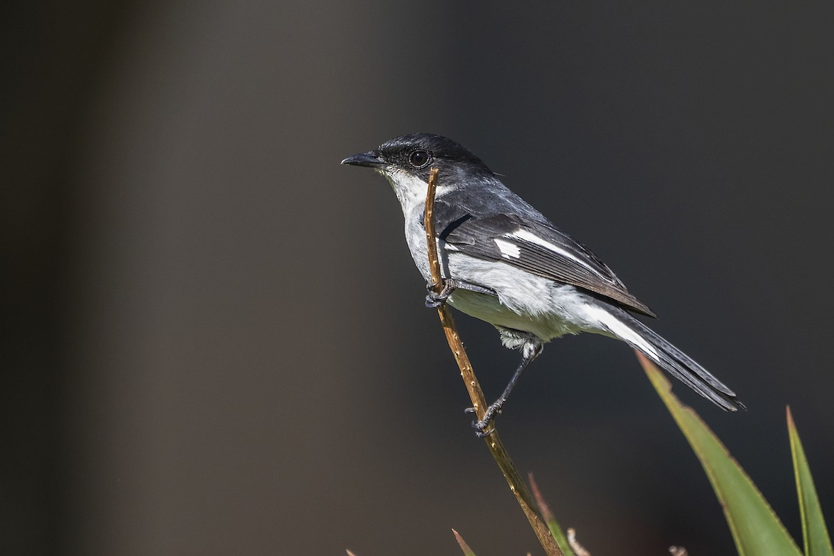 Fiscal Flycatcher - ML643990735