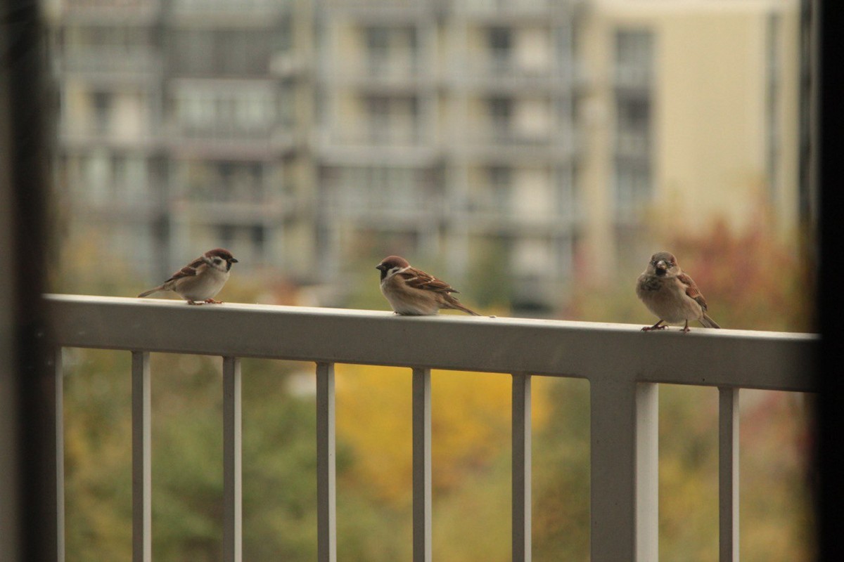 Passera mattugia - ML643990766