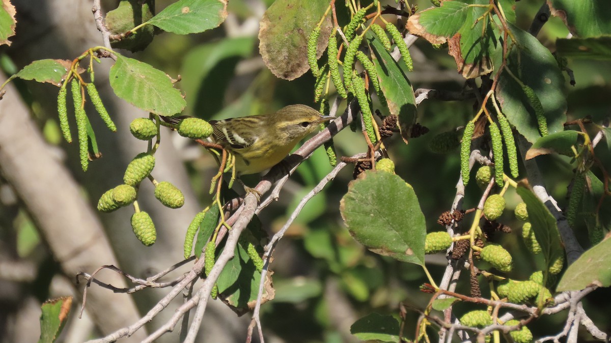 Blackburnian Warbler - ML643990768