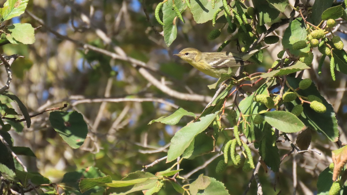 Blackburnian Warbler - ML643990770