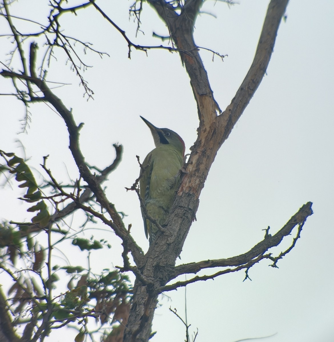 Levaillant's Woodpecker - ML643990784