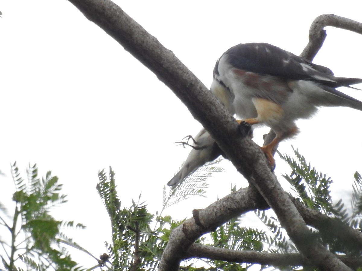 Pearl Kite - ML643990808