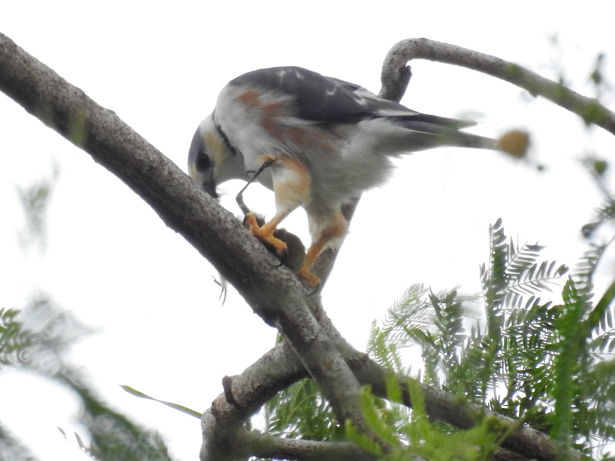 Pearl Kite - ML643990809