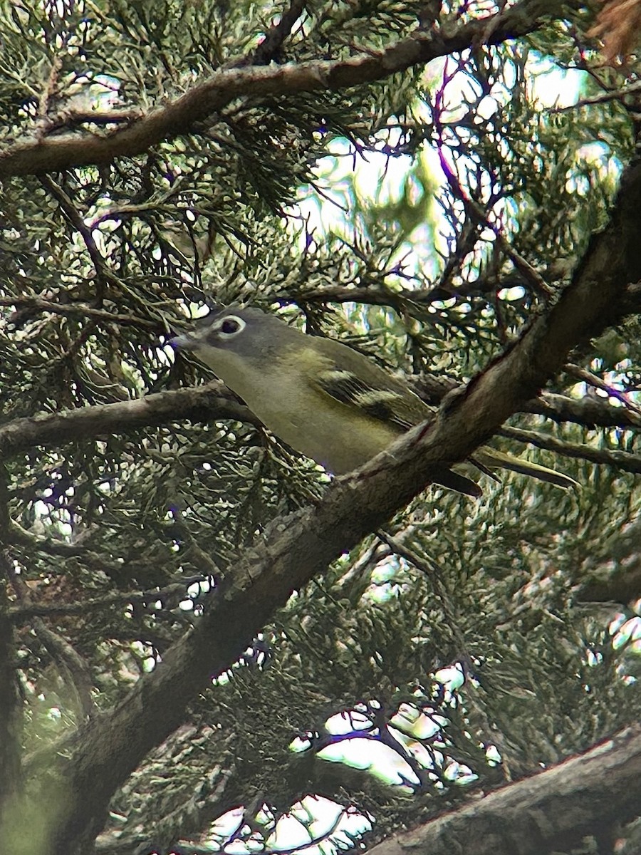 Graukopfvireo - ML643990810