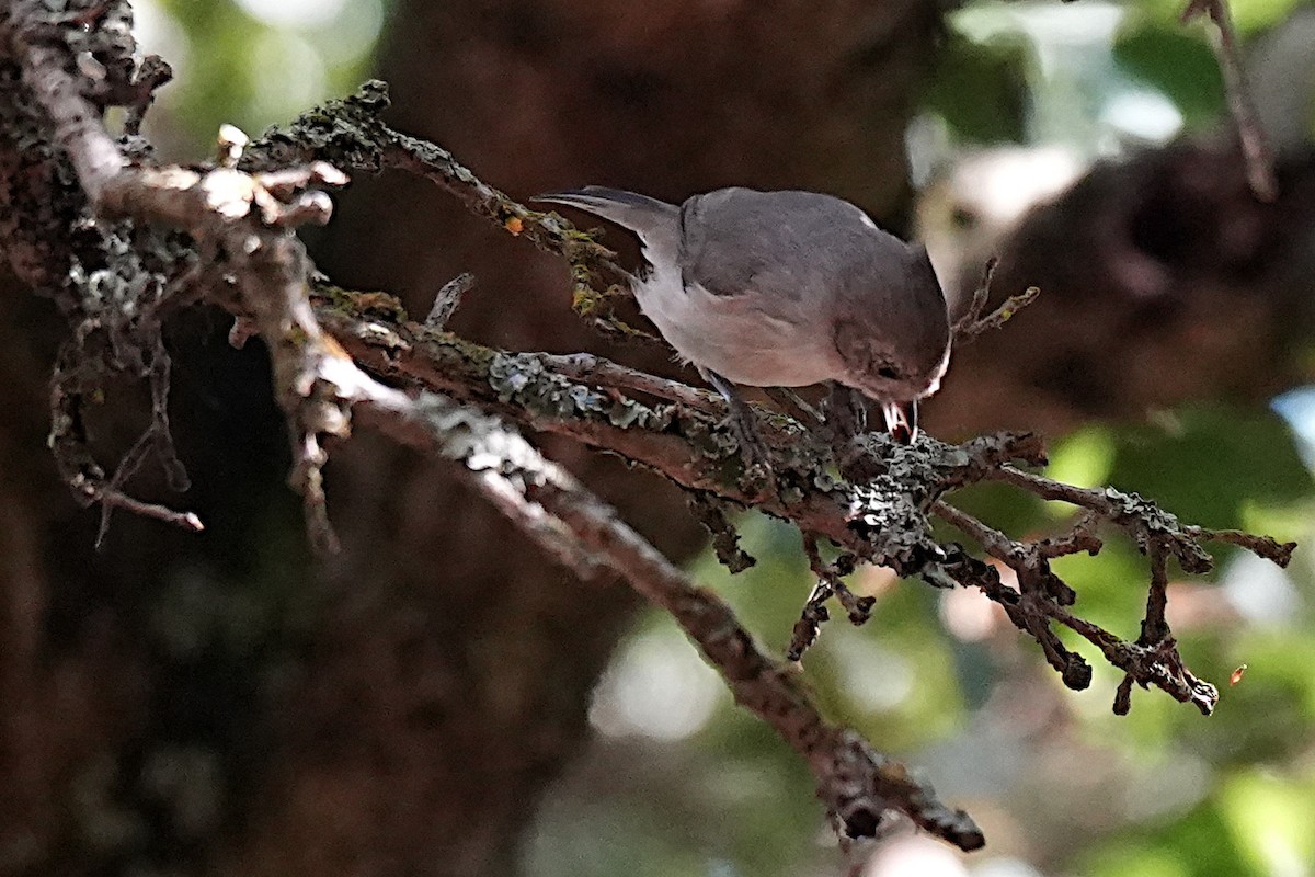 Oak Titmouse - ML643990825
