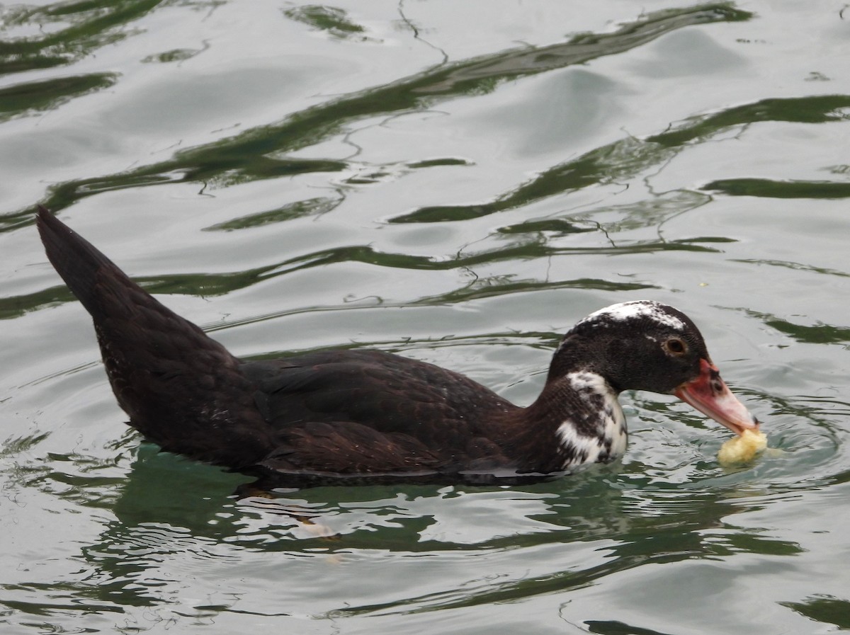duck sp. - ML643990827