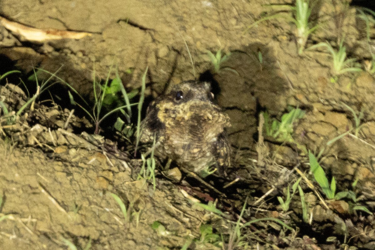 Fiery-necked Nightjar - ML643990854