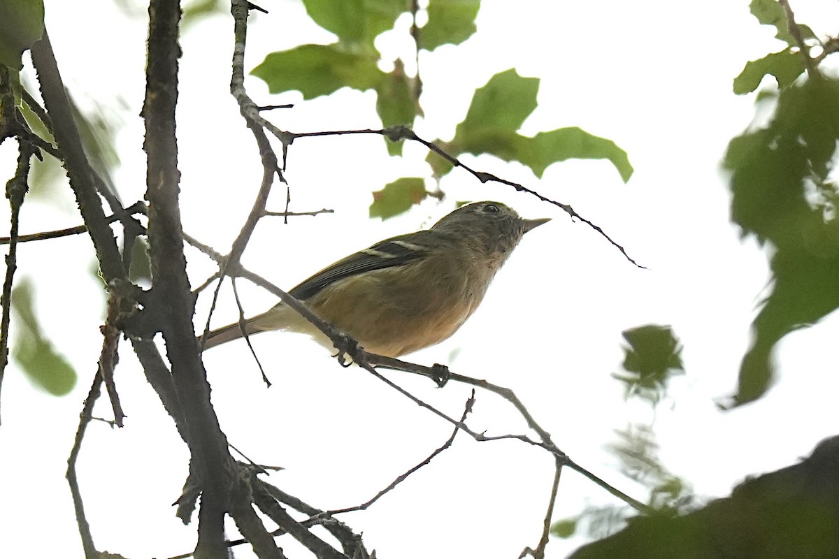 Hutton's Vireo - ML643990856