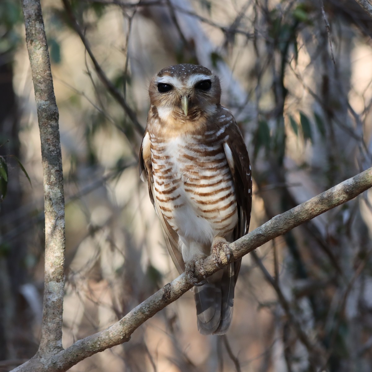 White-browed Owl - ML643990857