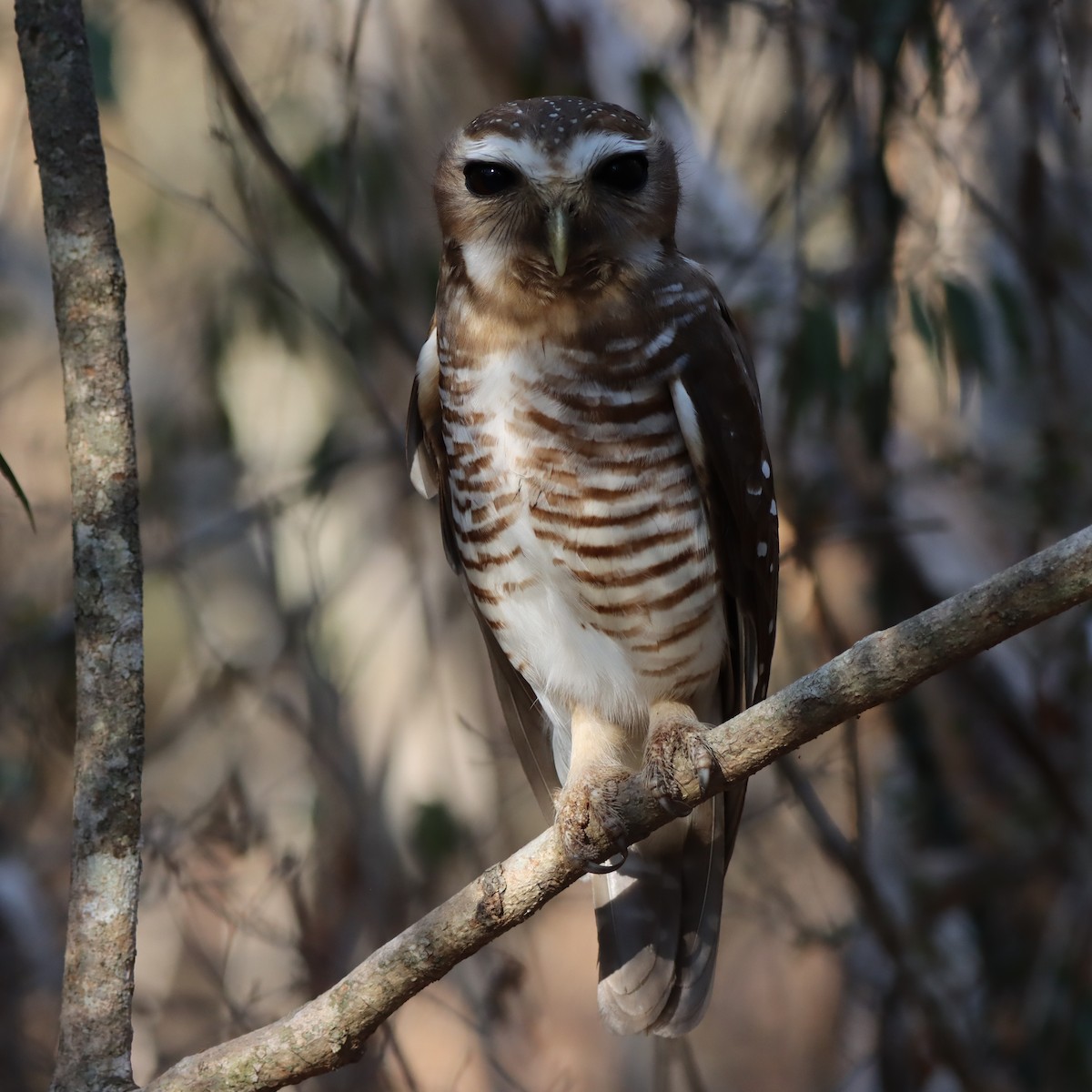 White-browed Owl - ML643990864