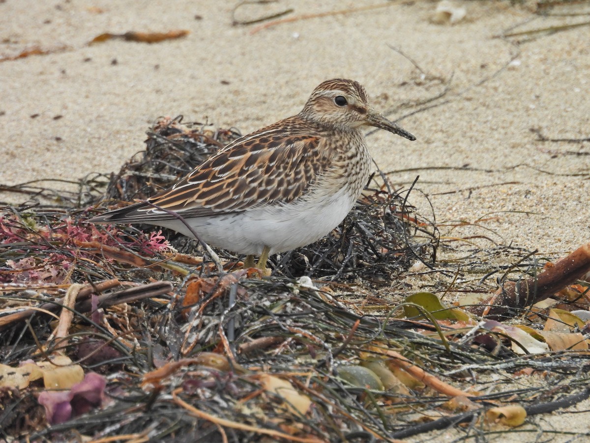 Graubrust-Strandläufer - ML643990879