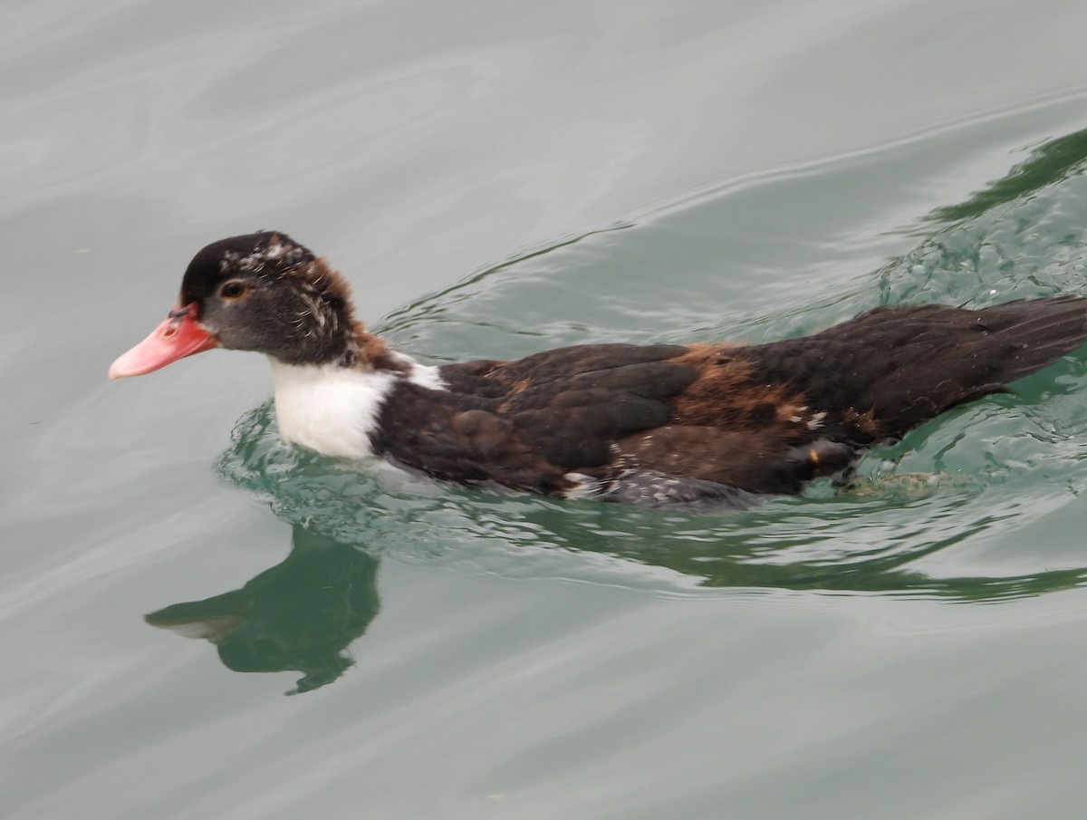 duck sp. - ML643990883