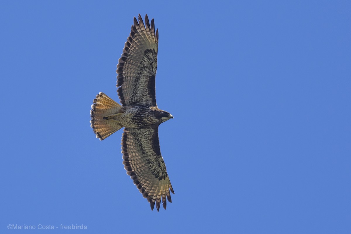Rufous-tailed Hawk - ML643990904