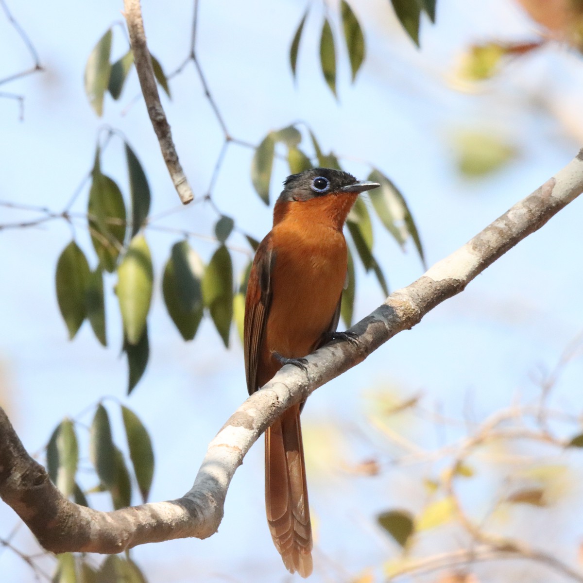 Tchitrec malgache - ML643990906