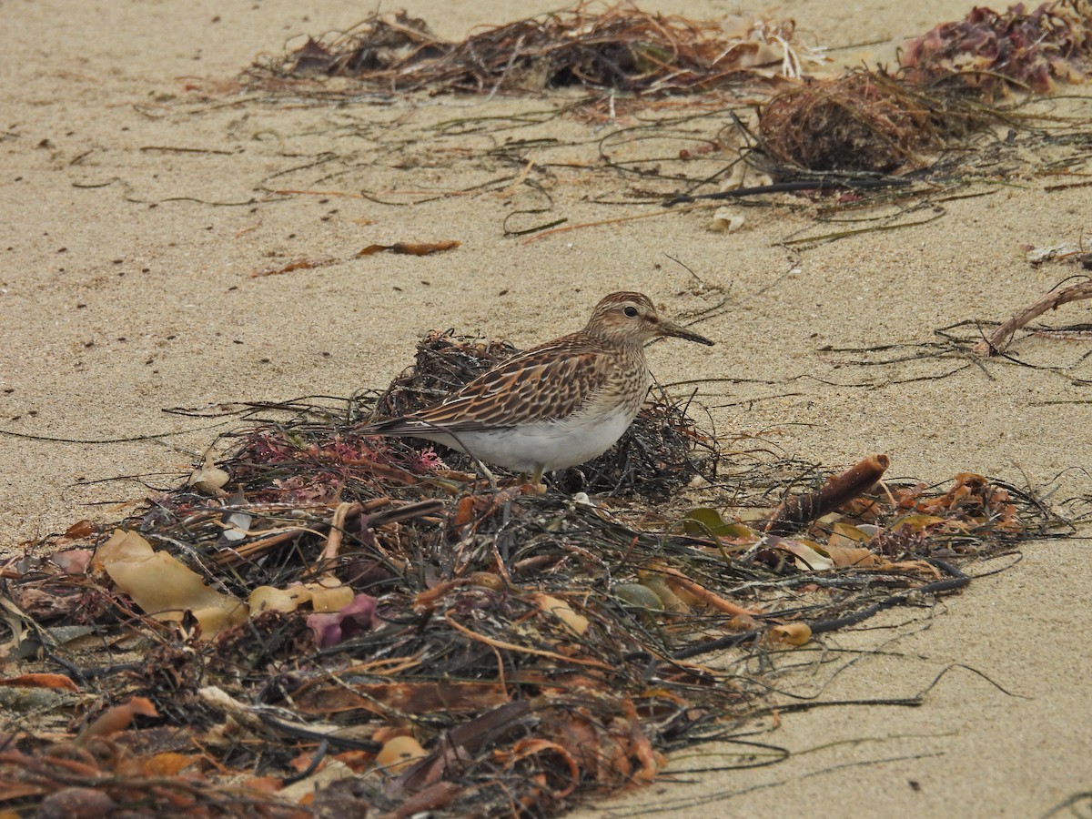 Graubrust-Strandläufer - ML643990911
