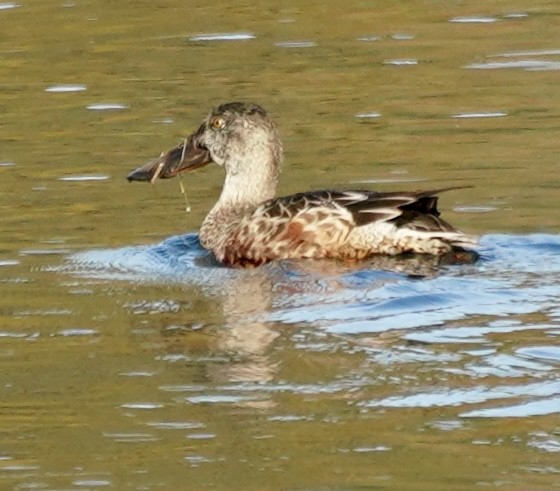 Canard souchet - ML643990918