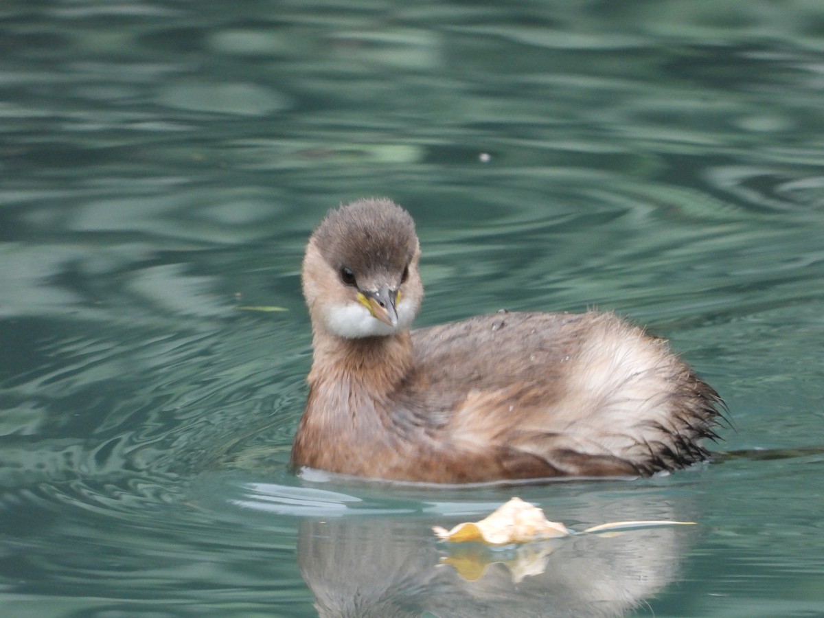 Little Grebe - ML643990931