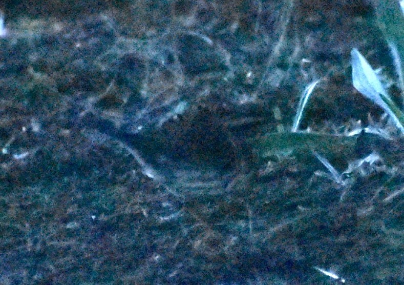 Northern Waterthrush - ML643990933