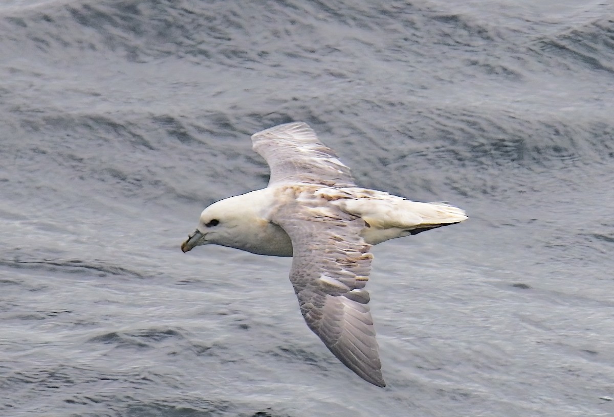 Northern Fulmar - ML643990948