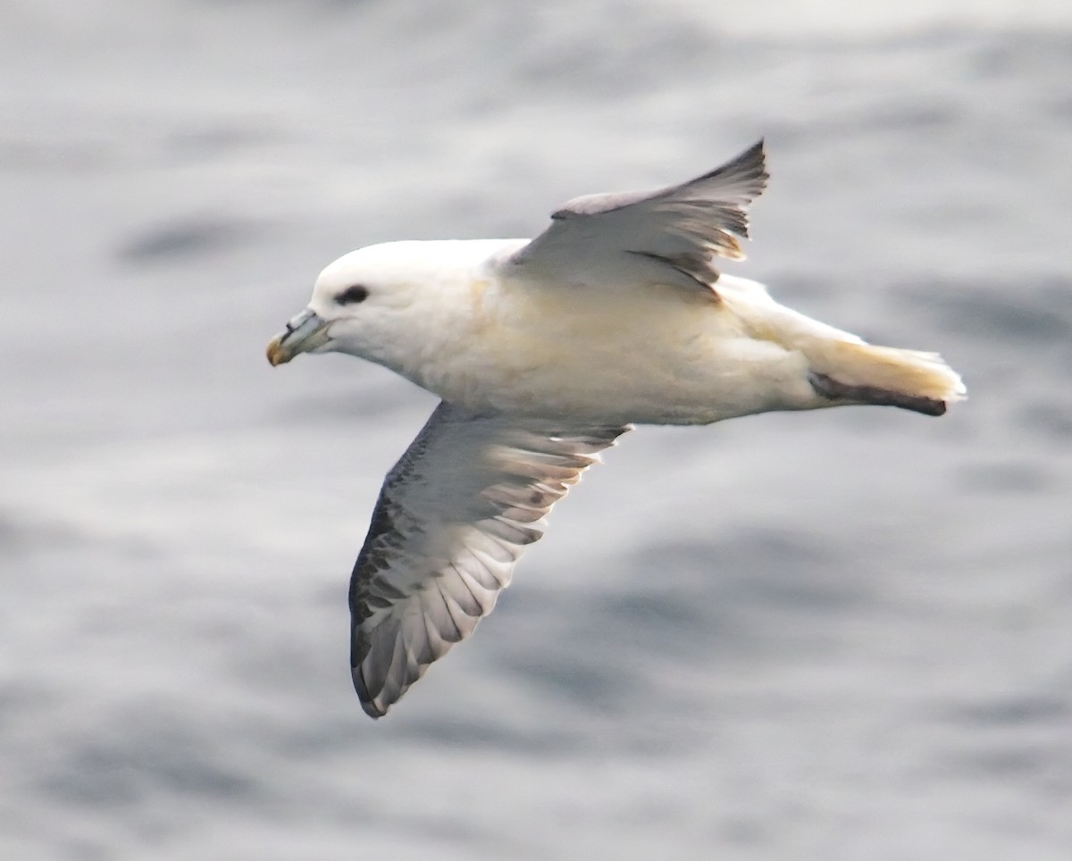 Northern Fulmar - ML643990949