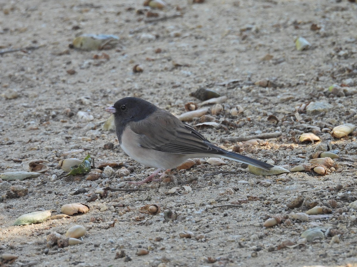 Dark-eyed Junco - ML643990962