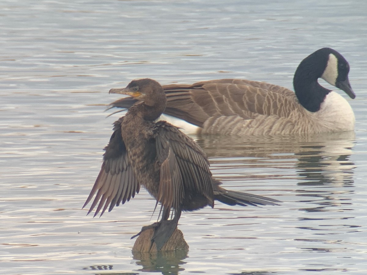 Neotropic Cormorant - ML643990977