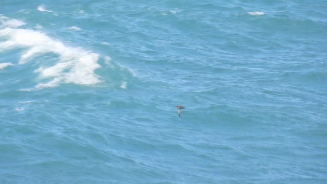 Gabai iluna - ML643990981