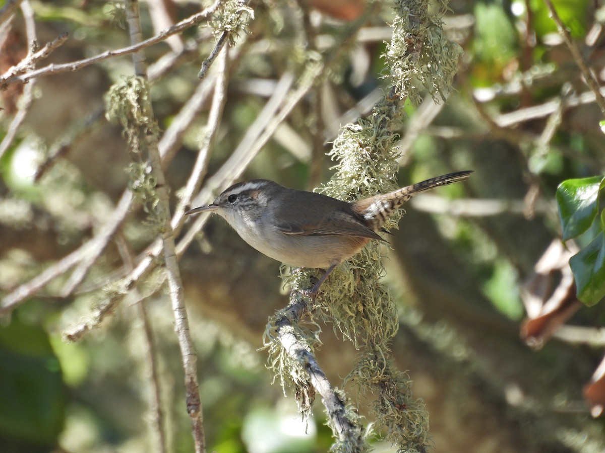 Bewick's Wren - ML643991011