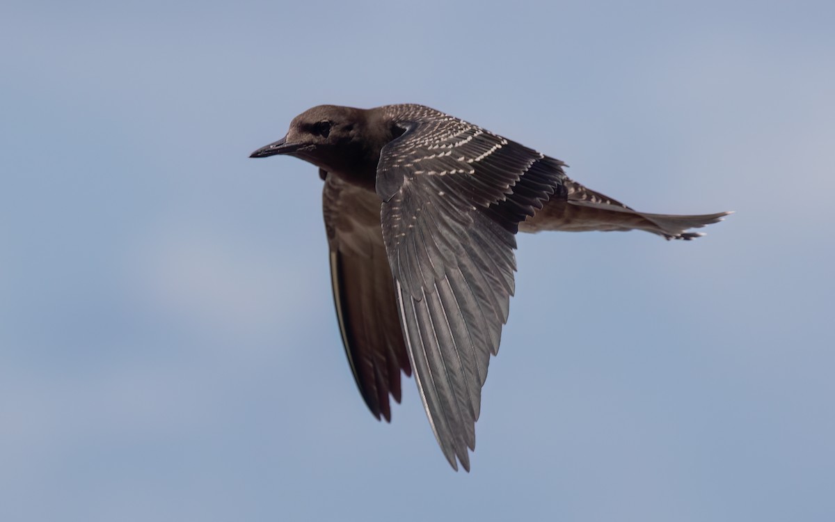 Sooty Tern - ML643991043