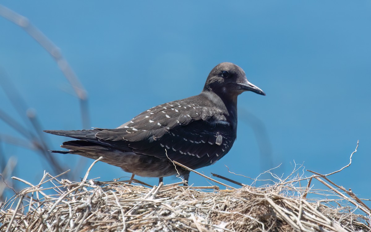 Sooty Tern - ML643991044