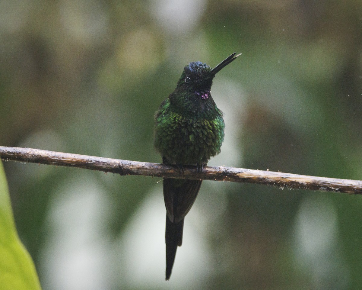 İmparator Pırıltı - ML643991057