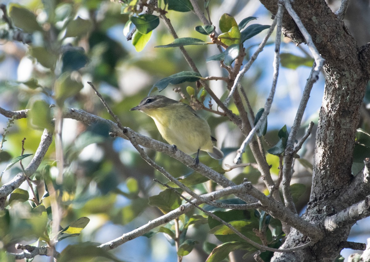Philadelphia Vireo - ML643991058