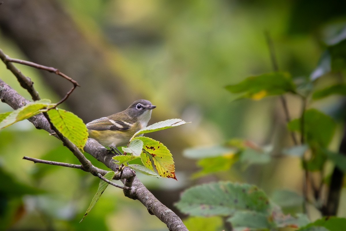 Graukopfvireo - ML643991059