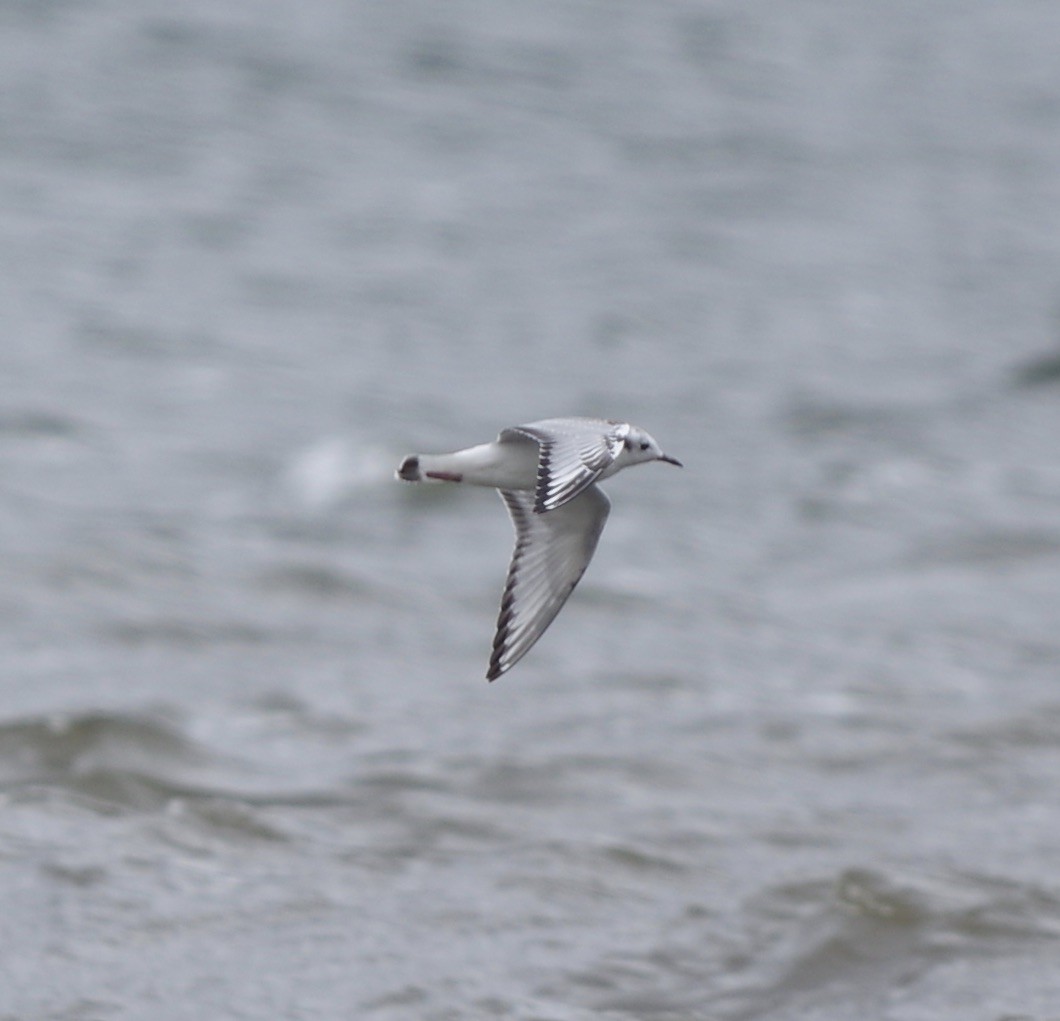 Bonaparte's Gull - ML643991065