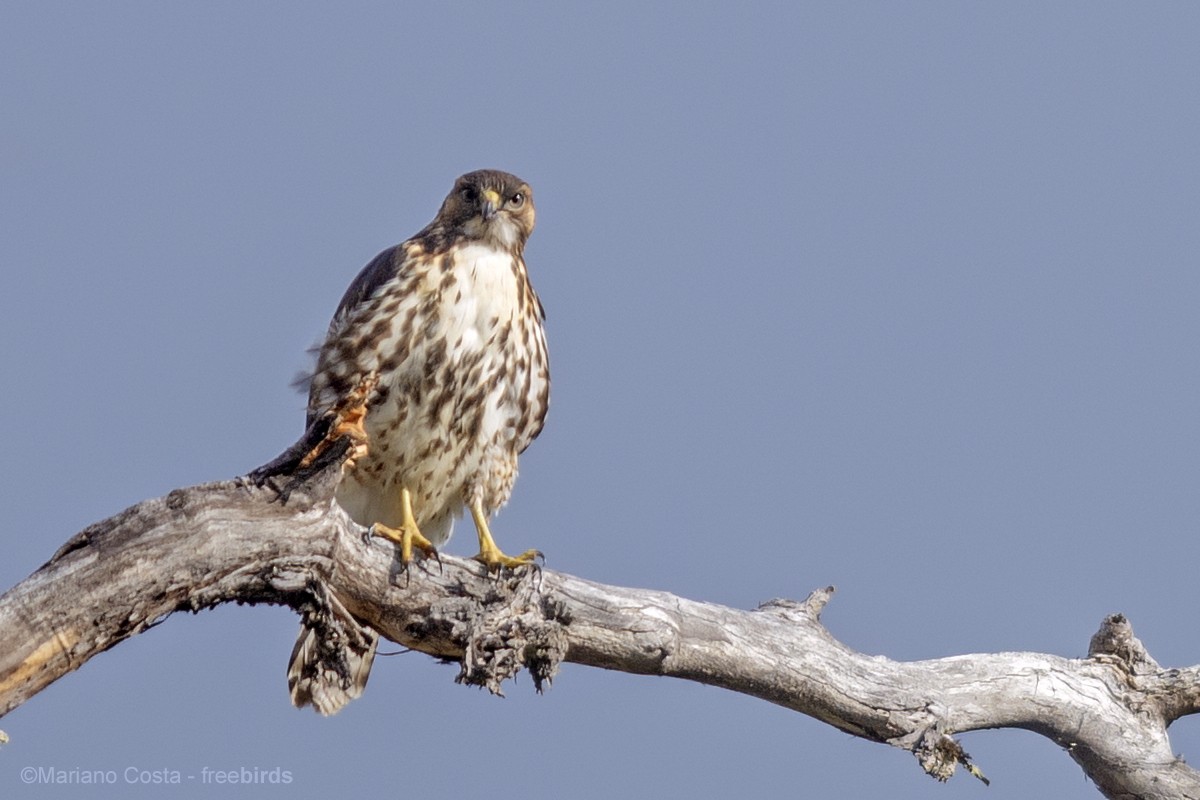 Rufous-tailed Hawk - ML643991072