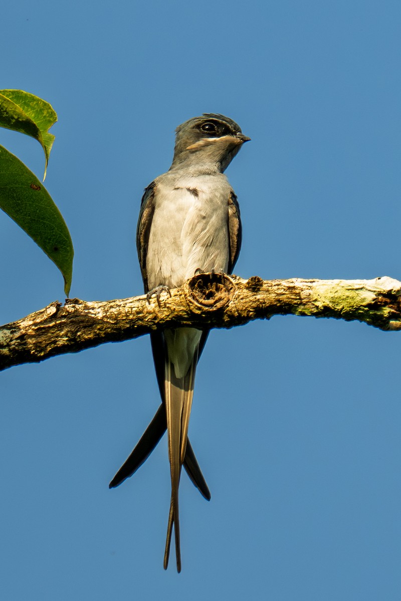 Crested Treeswift - ML643991073