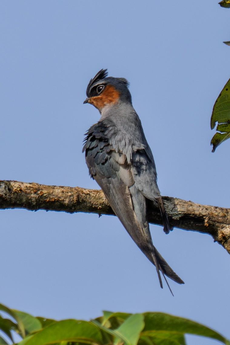 Crested Treeswift - ML643991074