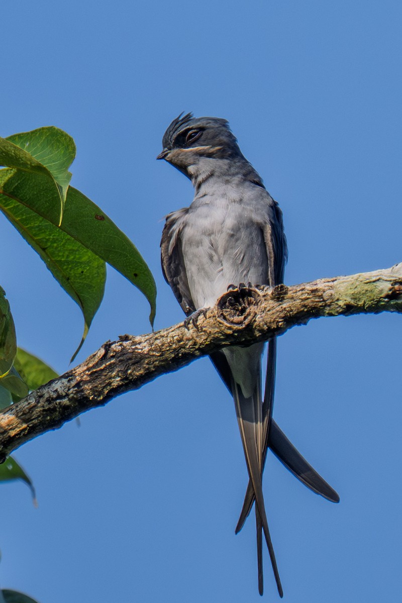 Crested Treeswift - ML643991075