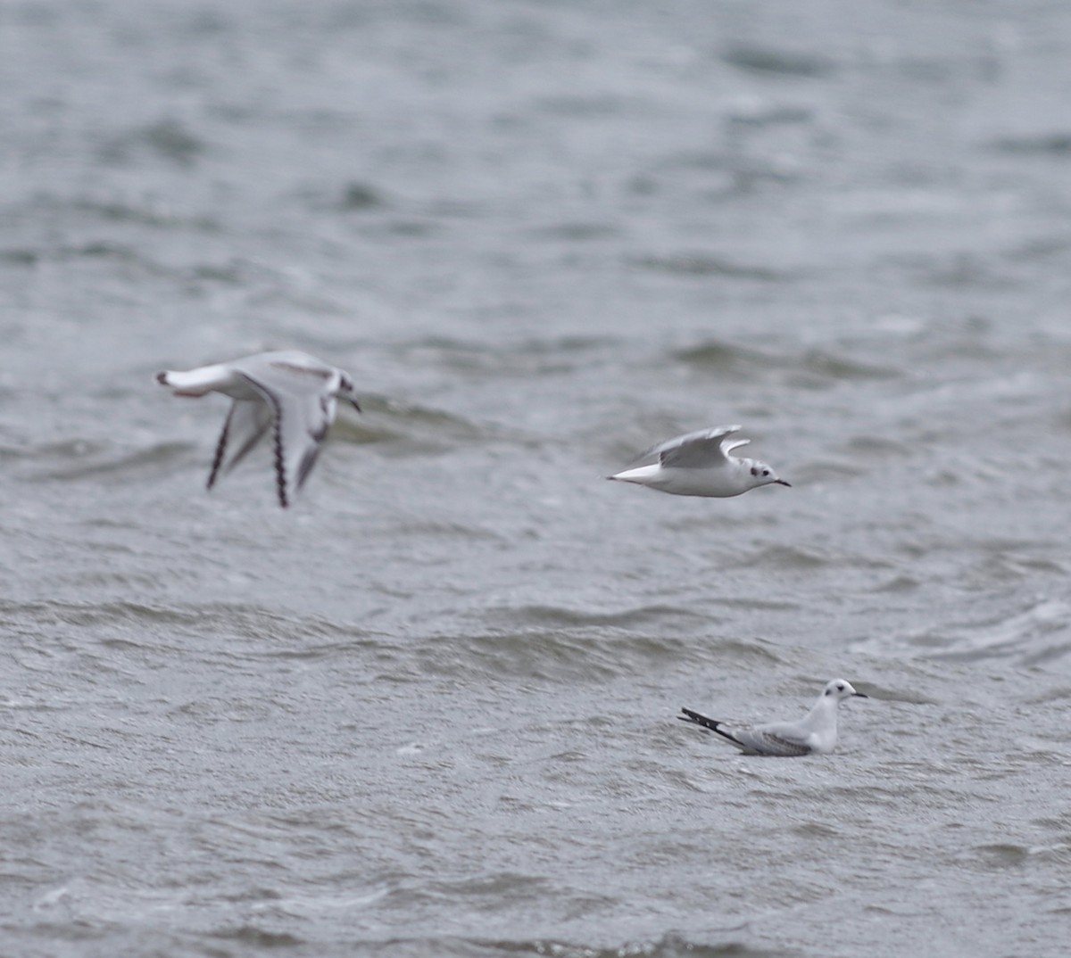 Bonaparte's Gull - ML643991077
