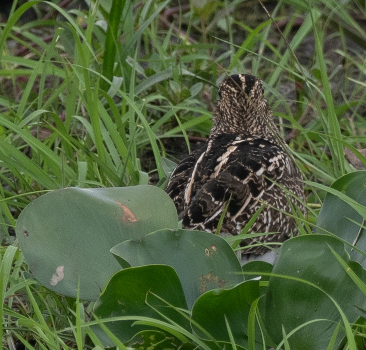 Pantanal Snipe - ML643991107