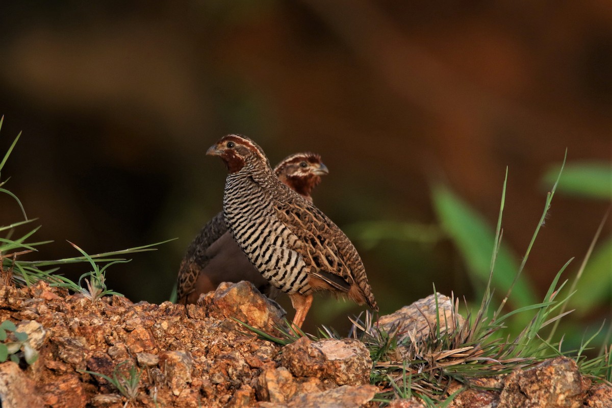 Jungle Bush-Quail - ML643991110
