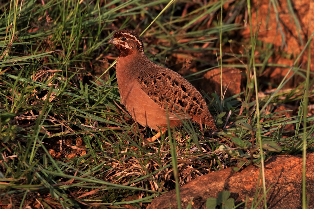 Jungle Bush-Quail - ML643991111