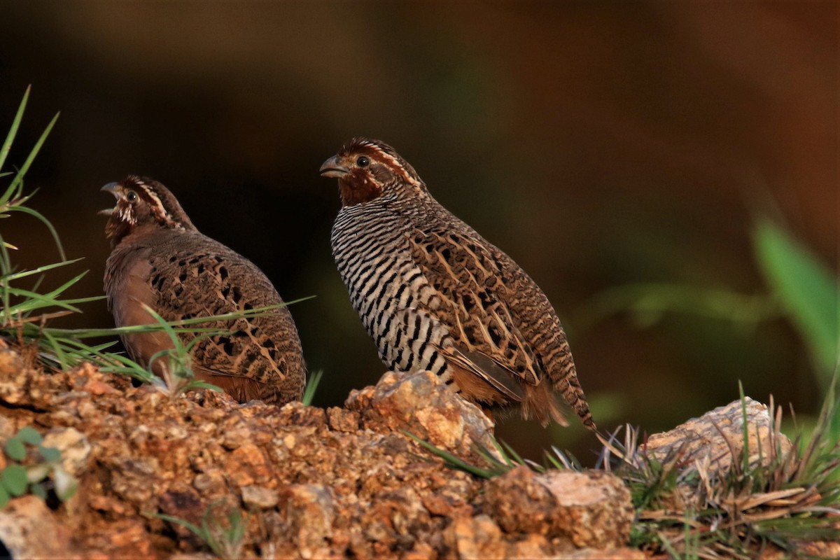Jungle Bush-Quail - ML643991112