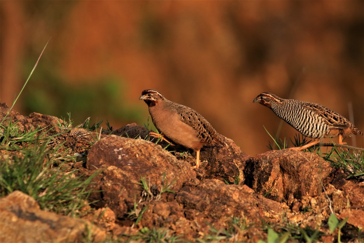 Jungle Bush-Quail - ML643991113