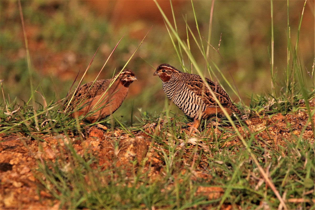 Jungle Bush-Quail - ML643991114