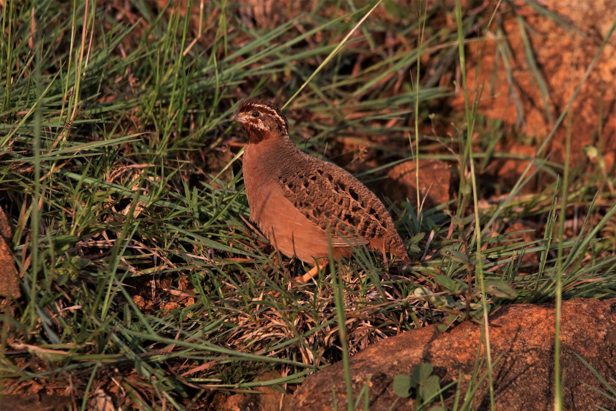Jungle Bush-Quail - ML643991115