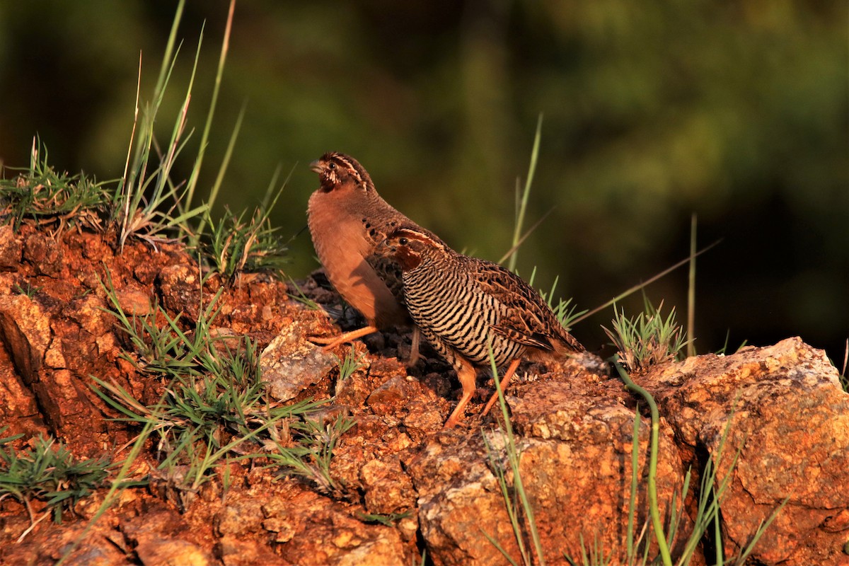 Jungle Bush-Quail - ML643991117