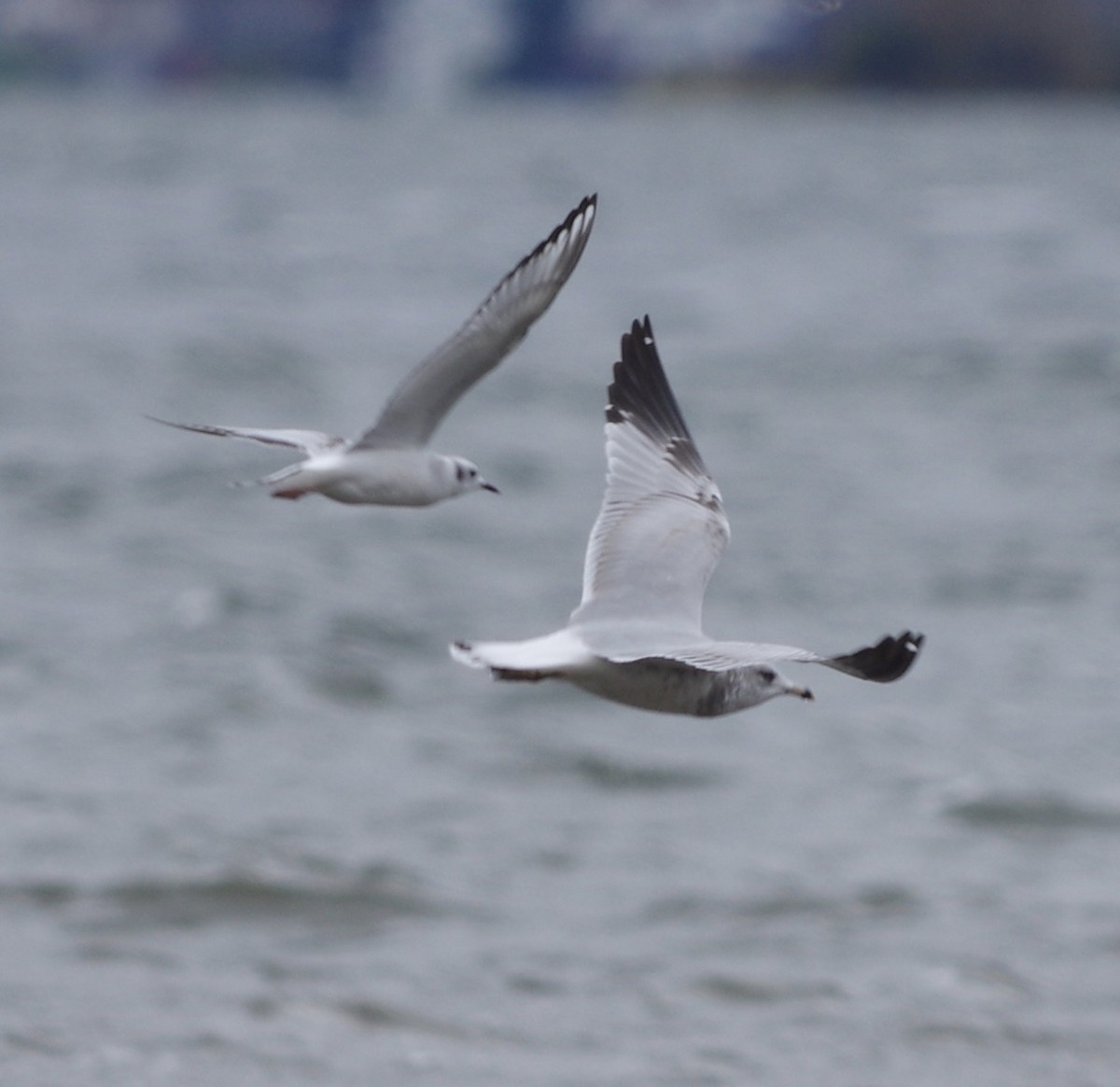 Ring-billed Gull - ML643991120