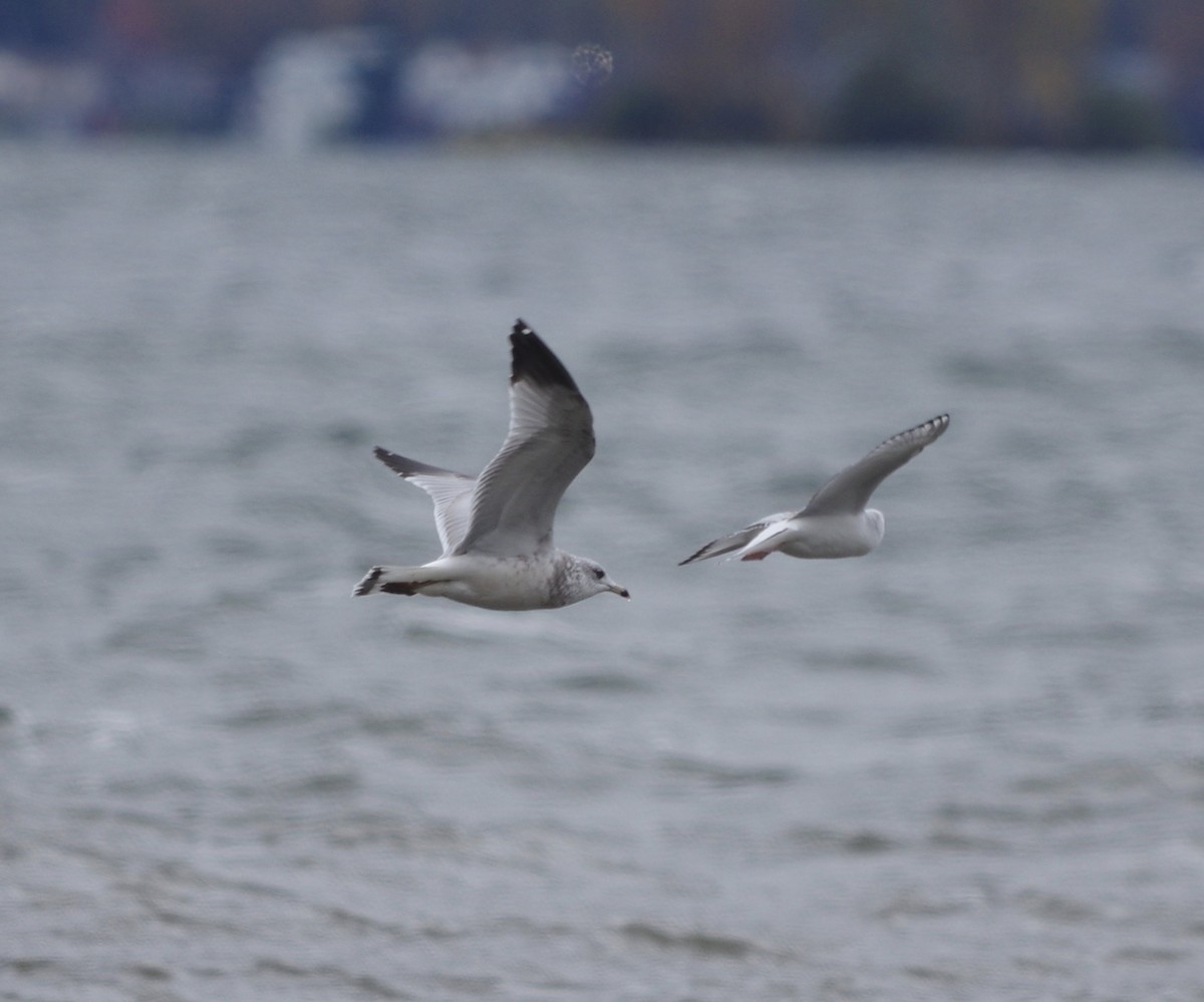Ring-billed Gull - ML643991121